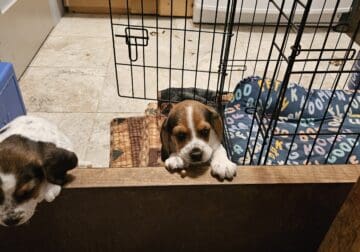 2 Male Beagle Puppies