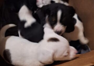 Beagle mix puppies for free