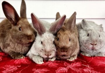 Silverfox rabbits