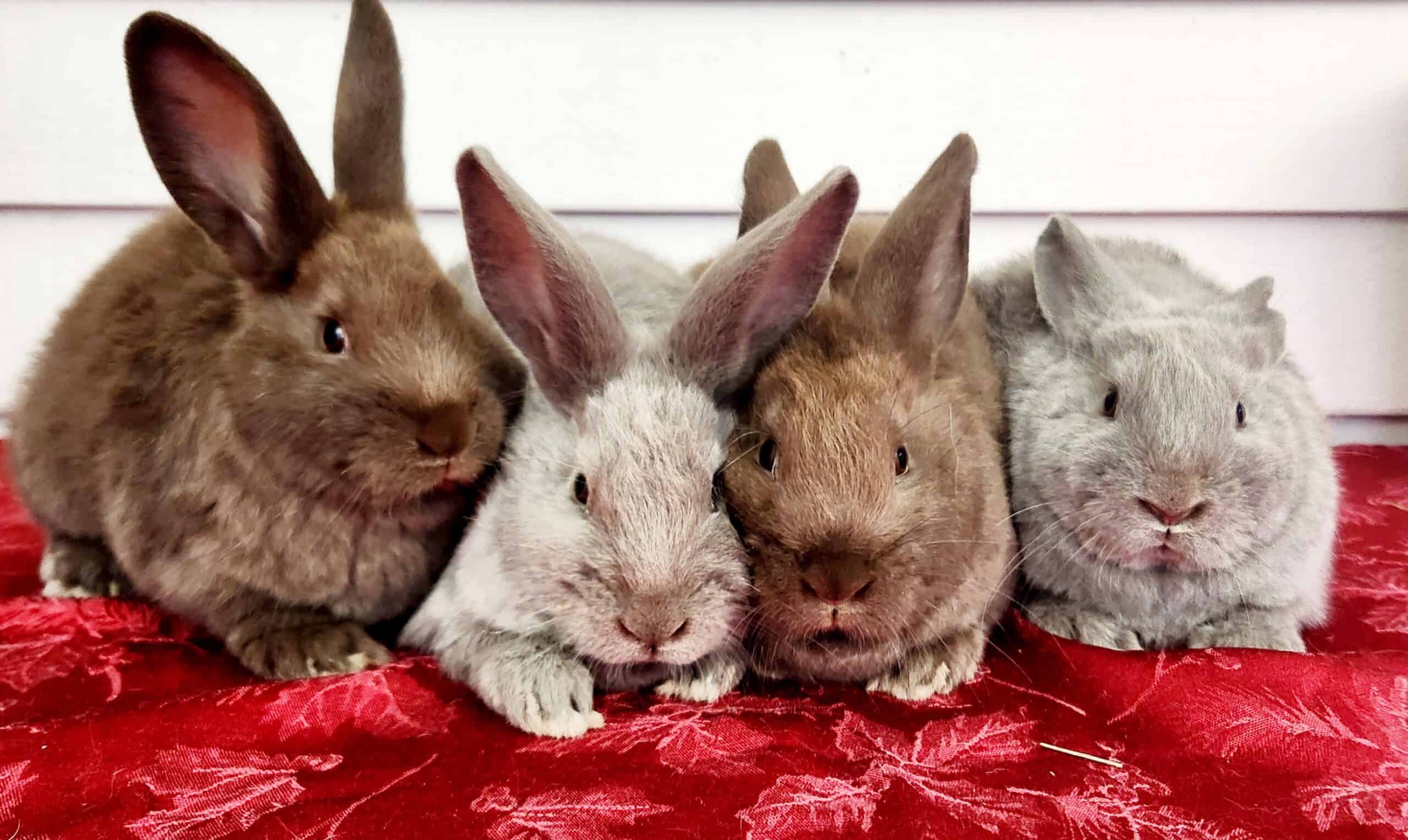 Silverfox rabbits | PetClassifieds.com