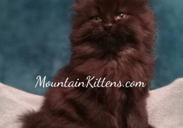 Mountain Kittens