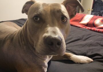 Blue nose pit to loving home