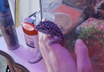 leopard gecko in need of home in Dayton Ohio