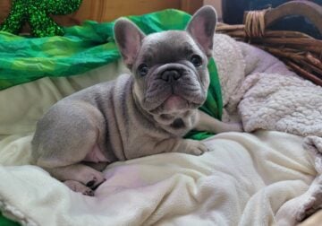 Addie and Cavo Blue French Bulldog Litter