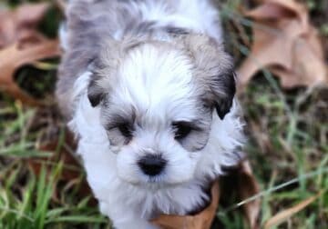“SHICHON” TEDDY BEAR” PUPPY AVAILABLE JAN.20TH