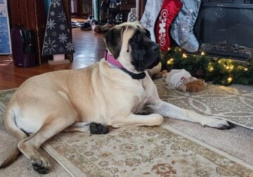 1 YEAR OLD ENGLISH MASTIFF IN NEED OF REHOMING