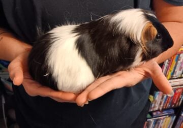 Selling my guinea pigs