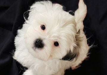 “Shichon” “Teddy Bear” PUPPY available Jan. 26th