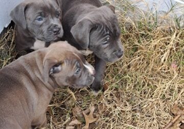 Pups 7 weeks old blue nose bully, Cancorso mixed.