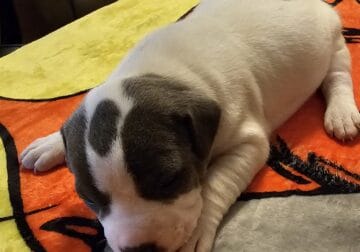 FEMALE PUPPY PIT BULL FOR SALE