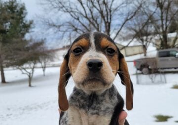 Registered Beagle Pups