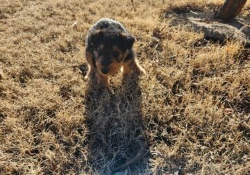 AKC registered Airedale Terrier pups