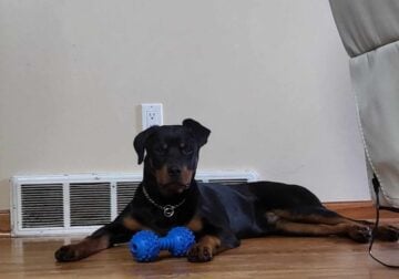 Trained Rottweiler