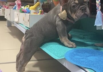 Lilac and Tan female French Bulldog puppy