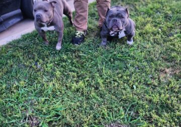 Micro bully stud service available