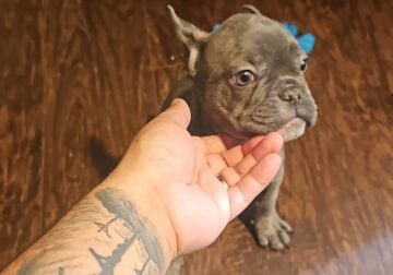 8 weeks old akc french bulldog puppies