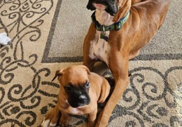 Boxer/Rottweiler boy puppies
