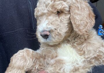 Goldendoodles need a fur-ever home!