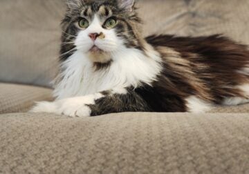 Brown tabby/white Maine Coon female