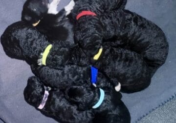 Adorable Portuguese Water Dog Puppies