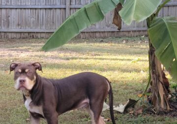 6 months American bully for sale