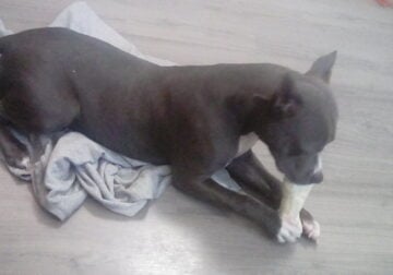 Pure breed pit with papers ..shots…microchiped..