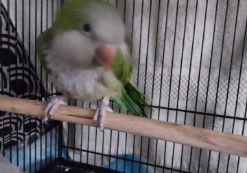 Female Quaker Parrot