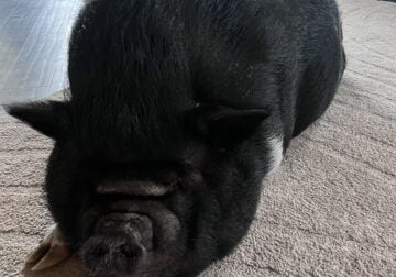 Arugula the “mini” pig looking for good home