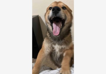 Shiba Inu 7 month old male for sale