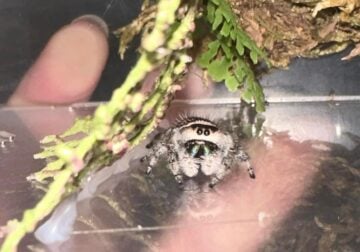 Female regal jumping spiders