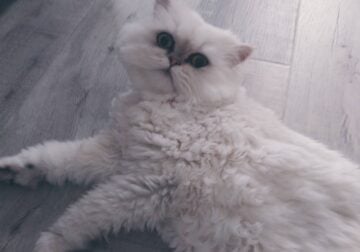 4 year old Persian silver chinchilla cat