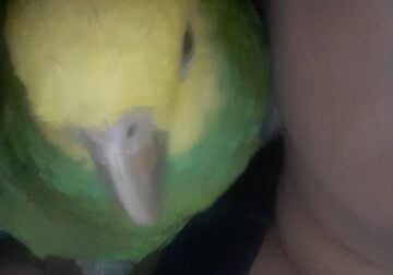 Double yellow head parrot
