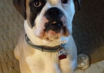 Boxer needs rehoming