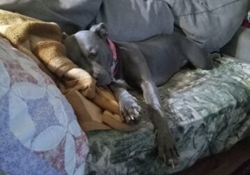 Rehome my 14mth old female blue pittie