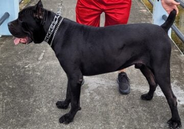 11 Weeks Pure Breed Cane Corso Puppies
