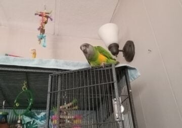 Senegal parrot and cage