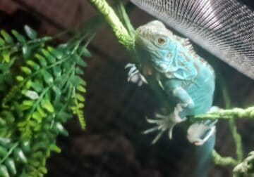 Male Green iguana needing good home