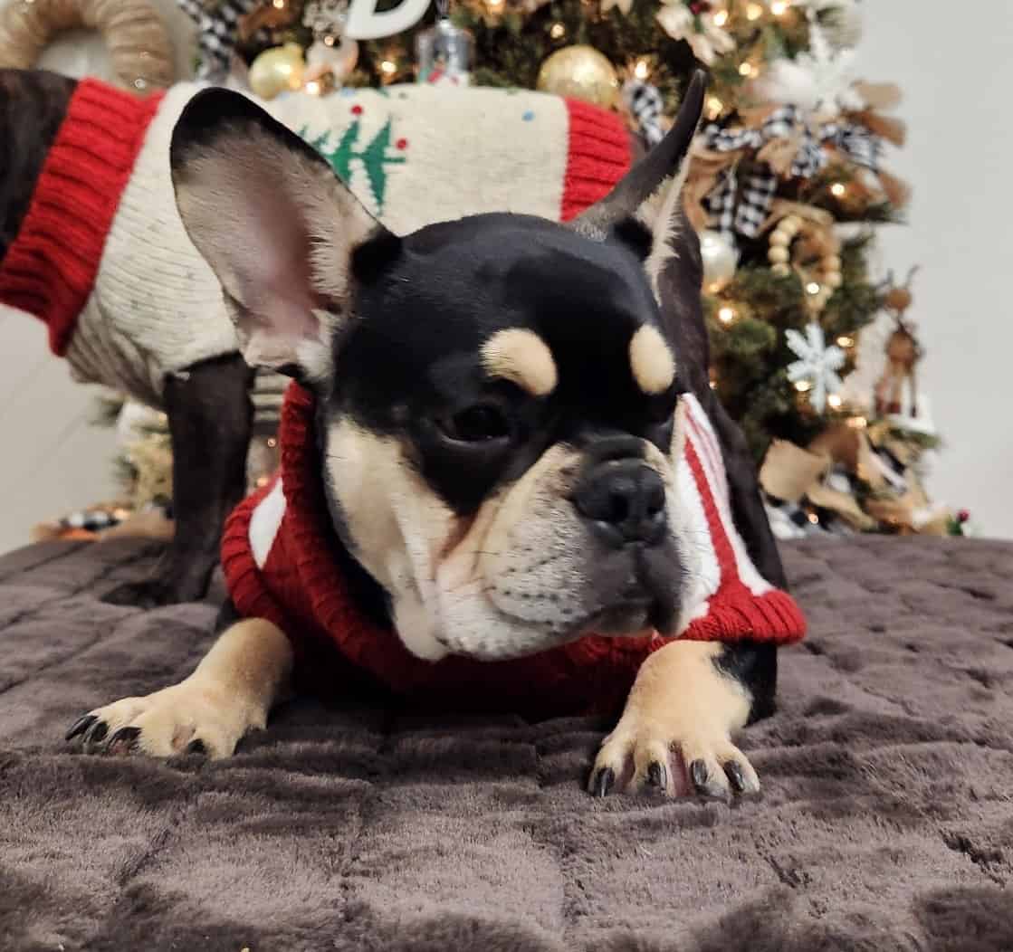 AKC French Bulldog - Male | PetClassifieds.com