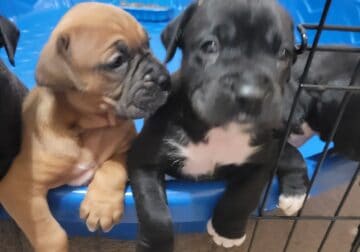 AKC American Boxers for sale