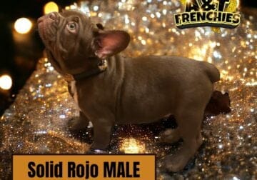Adorable Male French Bulldog Puppy