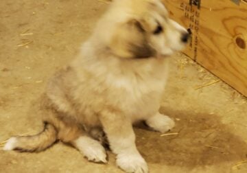 Great Pyrenees x Airedale Puppies