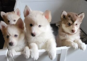 Mini-Pomskies ready for their forever home.