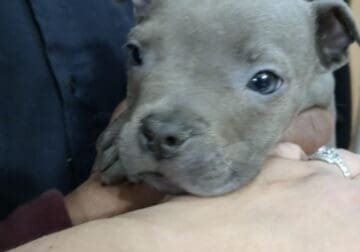 American Bully Puppies 8 Wks Old