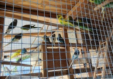 Little Australian parrots