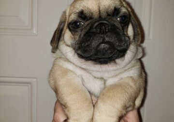 ADORABLE PUG PUPPIES FOR SALE!!