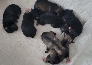 Miniature Schnauzer puppies