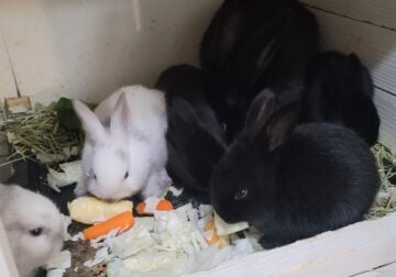 Baby bunnies for sale