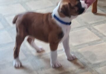 AKS Registered Boxer Puppies