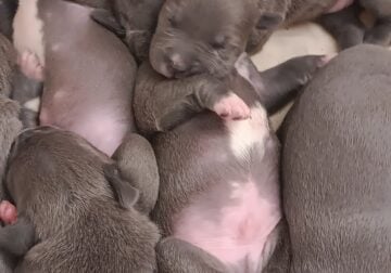 Blue Nose Pitbull puppies