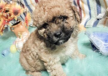 Male Cavapoo puppy for sale